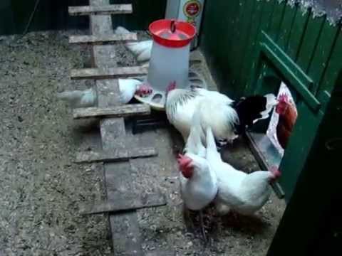 Кроссы кур в домашних условиях Кроссы кур в домашних условиях