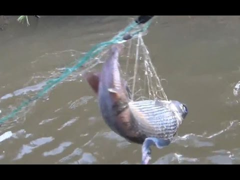 ловля хариуса сетью сплавной ловля хариуса сетью сплавной
