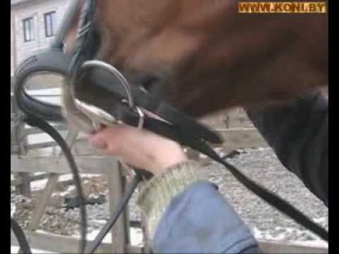 Как сделать недоуздок для настоящей лошади видео