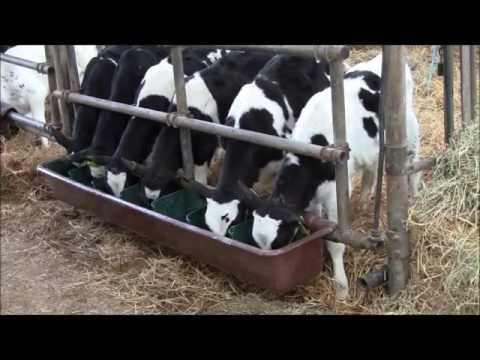 Как сделать поилку для телят своими руками