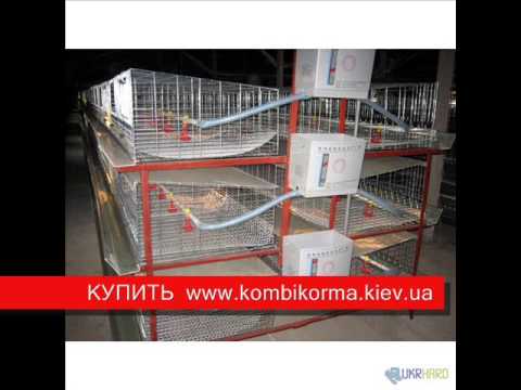 Оборудование для цыплят своими руками Оборудование для цыплят своими руками