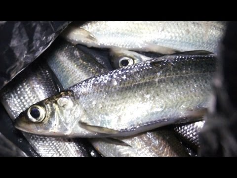Прикормка для рипуса видео Прикормка для рипуса видео