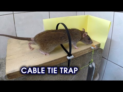 Электронная автоматизированная крысоловка своими руками Электронная автоматизированная крысоловка своими руками
