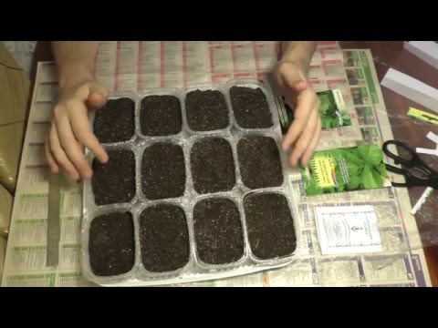 Семена для выращивания табака в домашних условиях Семена для выращивания табака в домашних условиях