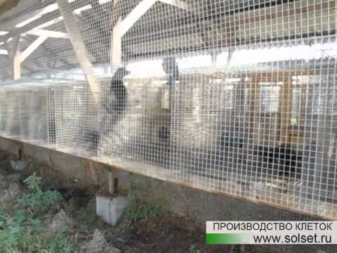 Соболь содержание в домашних условиях