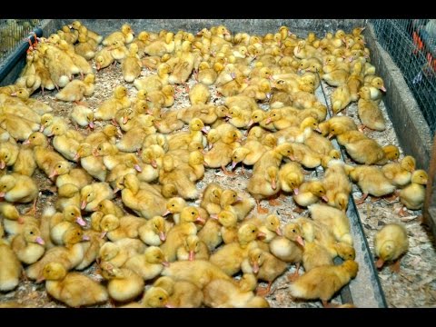 Питание утят пекинской породы в домашних условиях