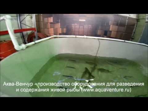 Осетр содержание в домашних условиях