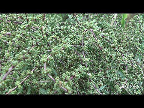 ГНТИ - Как получить семена свеклы - Видеорепортажи из мира науки и техники