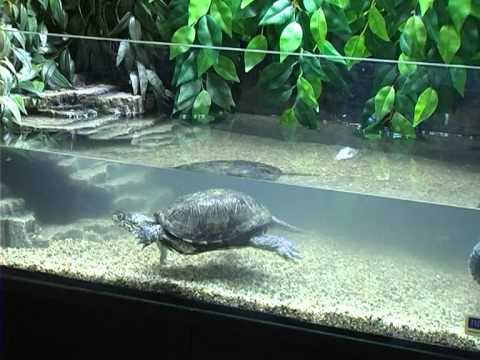 Морская черепаха в домашних условиях видео Морская черепаха в домашних условиях видео
