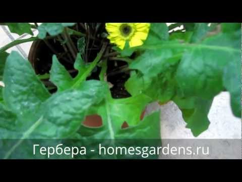 Герберы в домашних условиях цветение