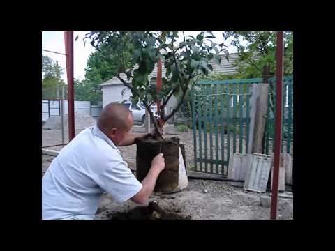 Пересадка лимонов в домашних условиях видео Пересадка лимонов в домашних условиях видео