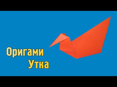 Кипарисовика лавсона уход в домашних условиях Кипарисовика лавсона уход в домашних условиях