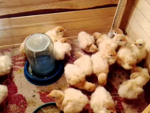Содержание и уход за индюками в домашних условиях - ПРОСПЕКТ
