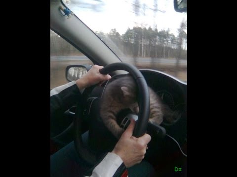 Экзамен пдд беларусь 2011 г