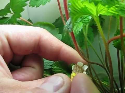 Подарочные сертификаты на мастер-классы в Планета Вязания Узор Английская резинка вязать