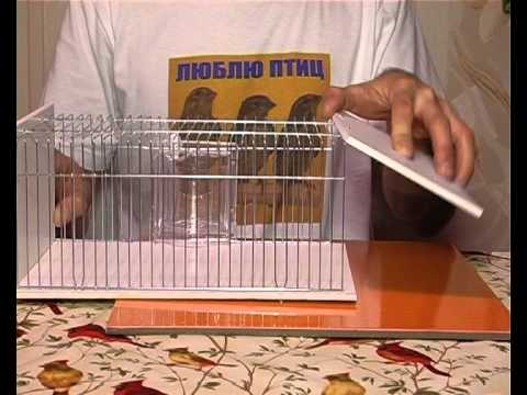 Переноска для попугаев своими руками