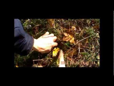 Как посадить дубовую рощу своими руками