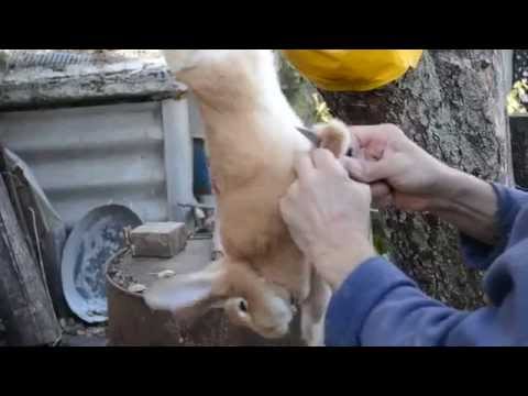 Забой животных в домашних условиях видео