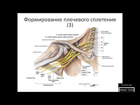 Плечевое и шейное сплетение Плечевое и шейное сплетение