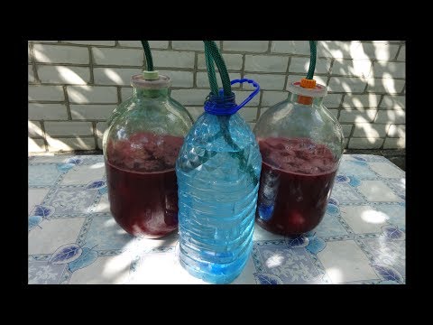 Как сделать вино из черный смородины Как сделать вино из черный смородины