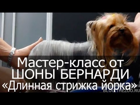 Видео мастер класс стрижки йорка