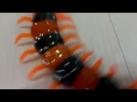 Как сделать сороконожку Как сделать сороконожку