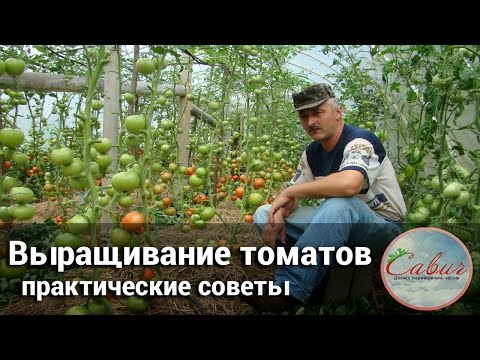 Как вырастить в домашних условиях помидоры и огурцы
