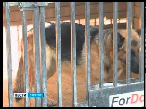Как научить собаку держать лакомство на носу - видео на kriv.