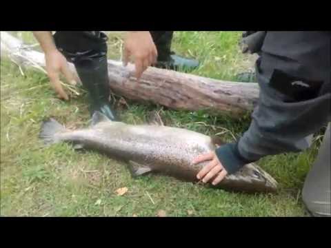 Ловля лосося 2016 Ловля лосося 2016